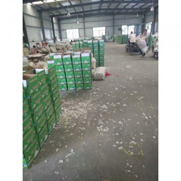 CHINA NEW CROP GARLIC TO HONDURAS FROM FACTORY