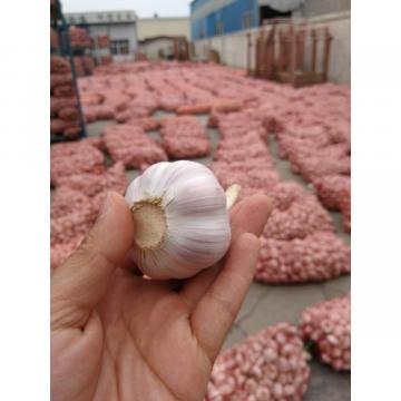 2018 New Crop chinese fresh garlic