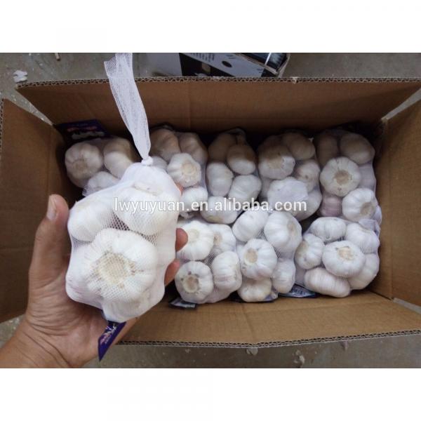 YUYUAN brand hot sail fresh garlic garlic dryer #5 image