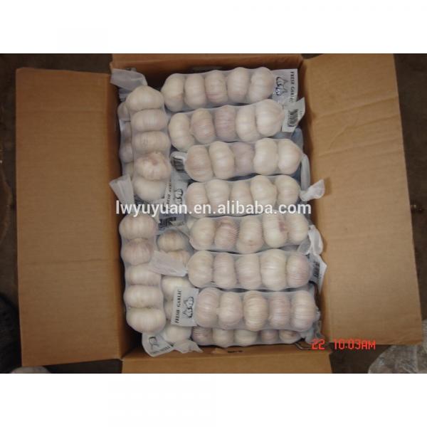 YUYUAN brand hot sail fresh garlic garlic dryer #1 image