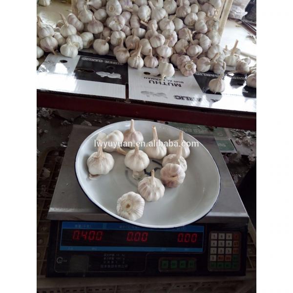 YUYUAN brand hot sail fresh garlic garlic dryer #4 image