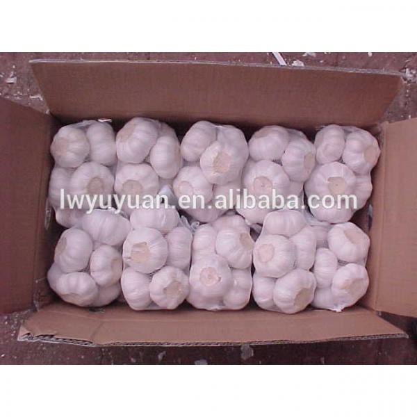 YUYUAN brand hot sail fresh garlic garlic dryer #3 image