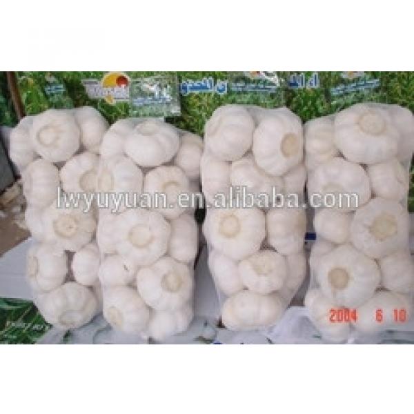 YUYUAN brand hot sail fresh garlic garlic dryer #6 image