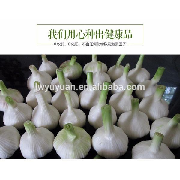 YUYUAN brand hot sail fresh garlic garlic dryer #2 image