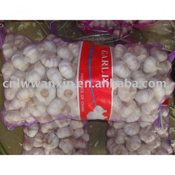 chinese fresh garlic 10kg bag #1 image