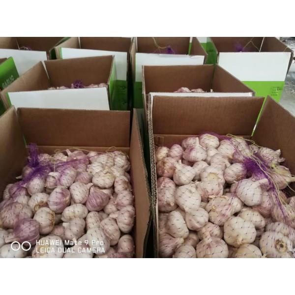 NORMAL WHITE GARLIC WITH 10KG LOOSE CARTON PACKAGE FOR SENEGAL MARKET #1 image