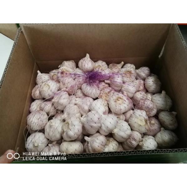 NORMAL WHITE GARLIC WITH 10KG LOOSE CARTON PACKAGE FOR SENEGAL MARKET #3 image