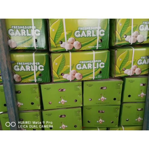 NORMAL WHITE GARLIC WITH 10KG LOOSE CARTON PACKAGE FOR SENEGAL MARKET #2 image